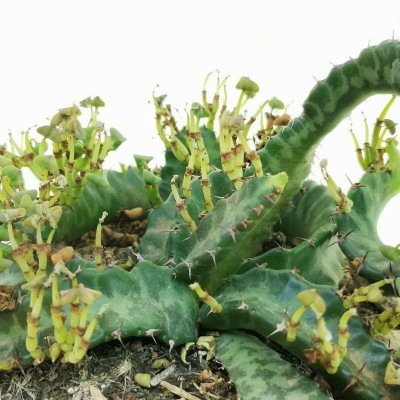 Euphorbia stellata 2