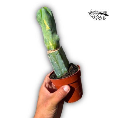INJERTO Myrtillocactus geometrizans f. cristata LARGE