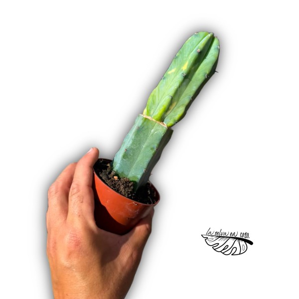 INJERTO Myrtillocactus geometrizans f. cristata LARGE