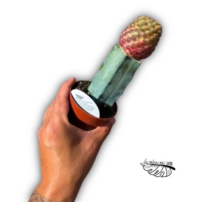 Sulcorebutia rauschii