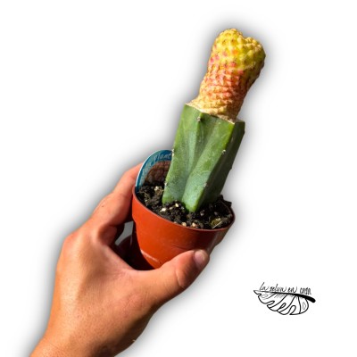 Sulcorebutia rauschii 2