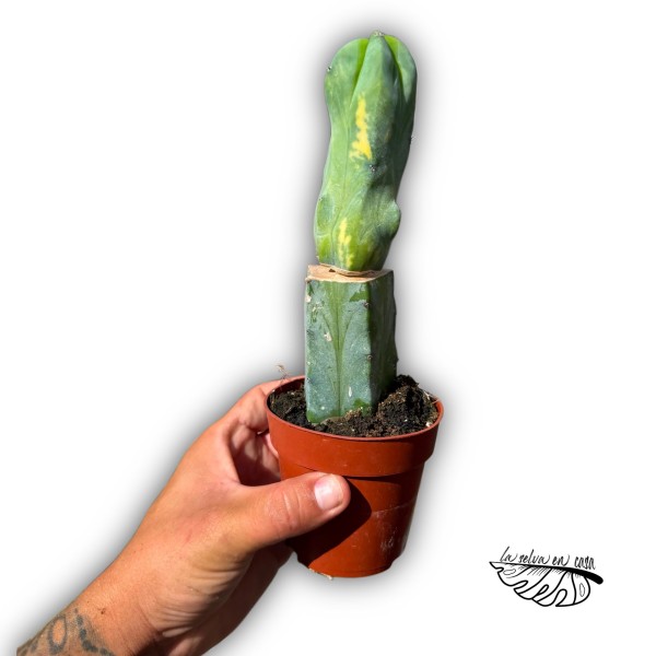 INJERTO Myrtillocactus geometrizans f. cristata LARGE
