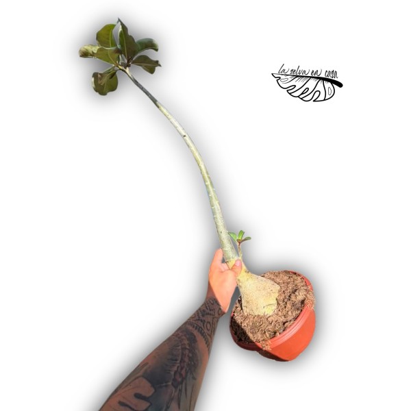 Adenium obesum
