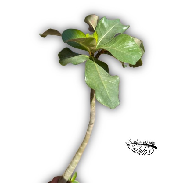 Adenium obesum