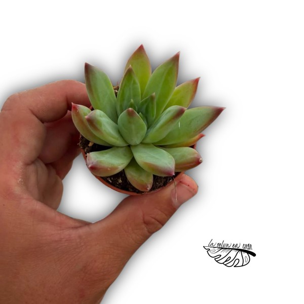 Pachyveria híbrida