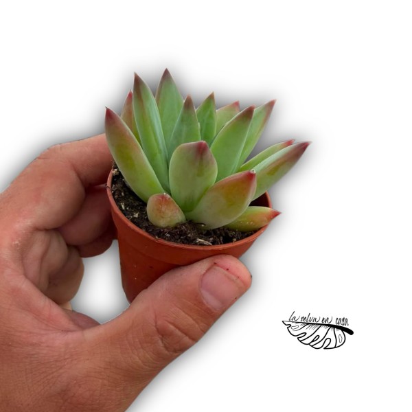 Pachyveria híbrida