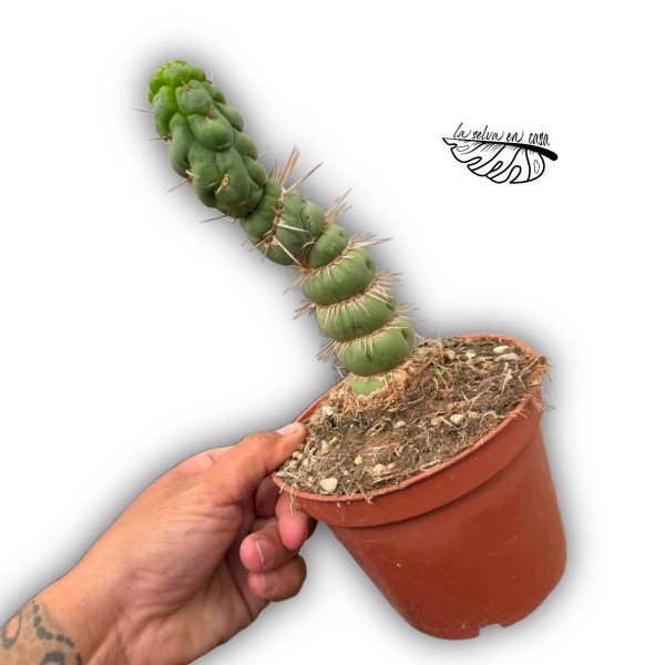 Eulychnia castanea var. spiralis LARGE