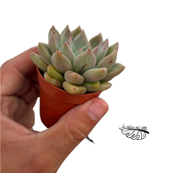 Graproveria melody MINI