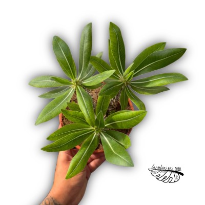 Pachypodium saundersii 2