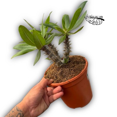 Pachypodium saundersii
