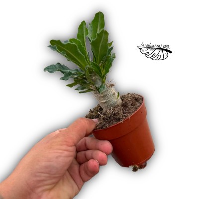 Pachypodium saundersii