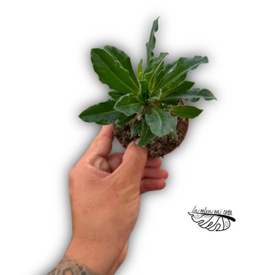 Pachypodium saundersii 2