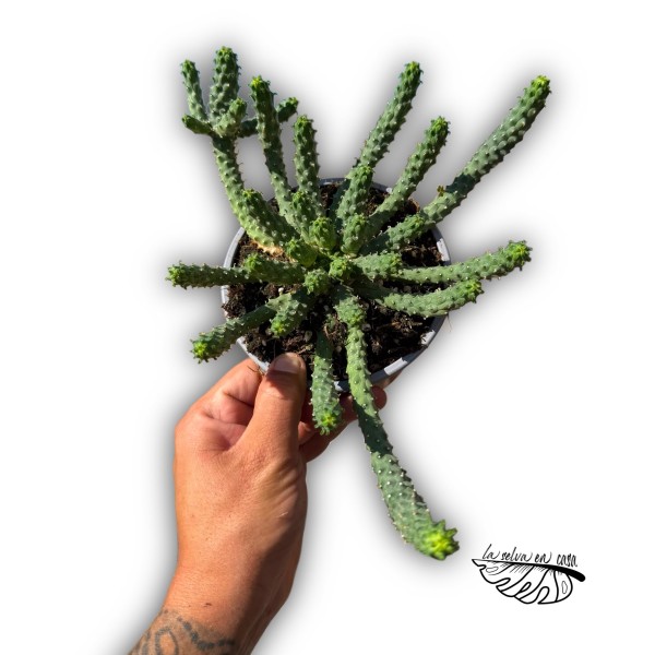 Euphorbia inermis