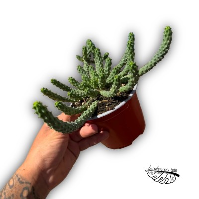 Euphorbia inermis 2