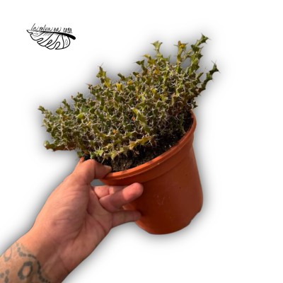 Euphorbia lenewtonii 2