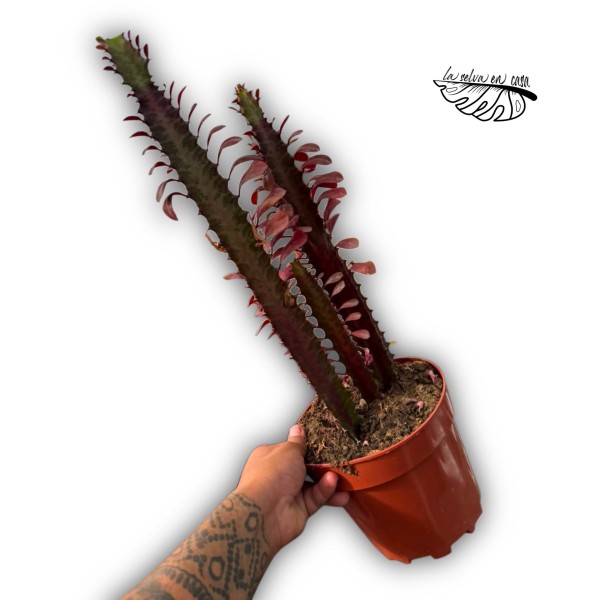 Euphorbia trigona
