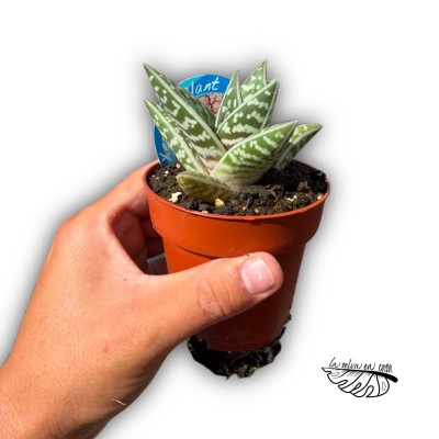 Aloe variegata