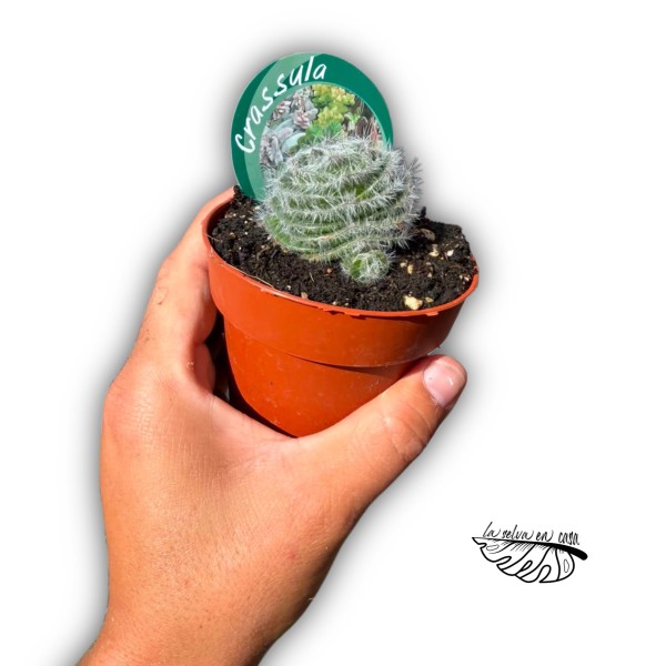 Crassula barbata