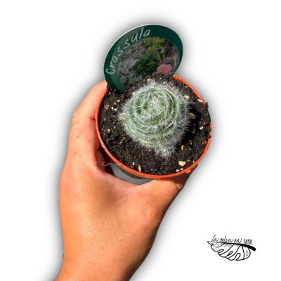 Crassula barbata 2