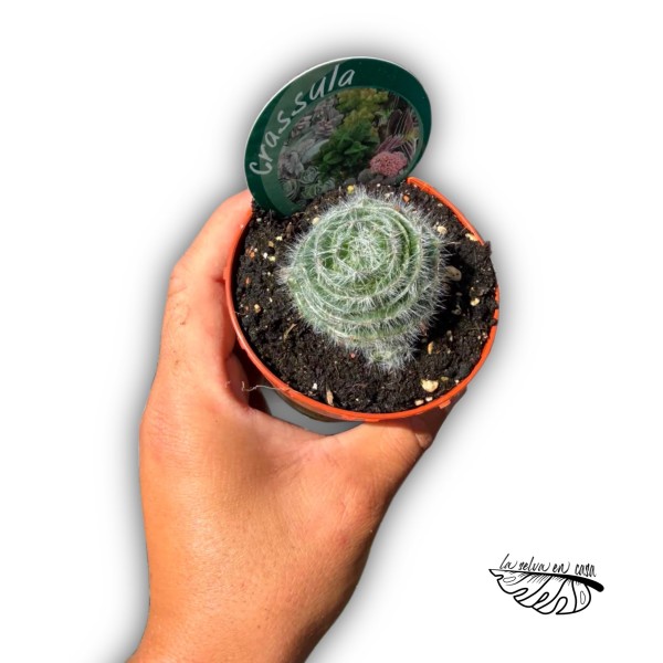 Crassula barbata