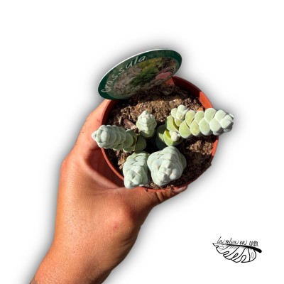 Crassula plegmatoides