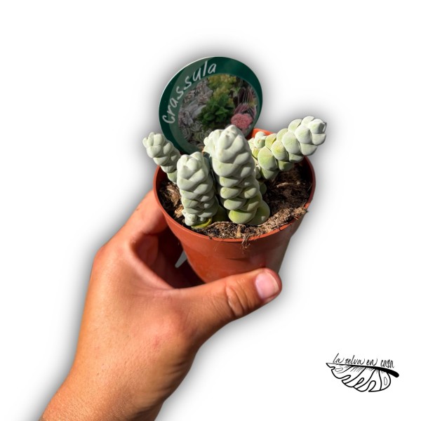 Crassula plegmatoides
