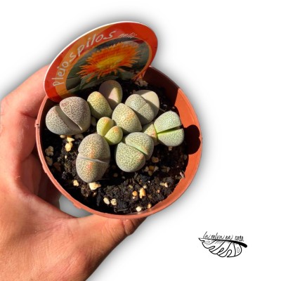 Pleiospilos nelii
