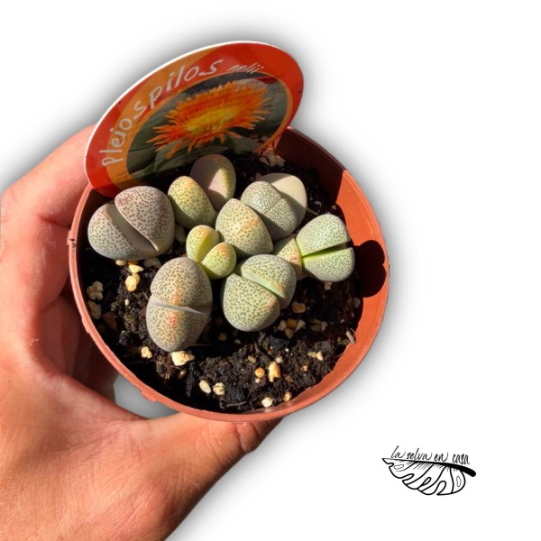 Pleiospilos nelii