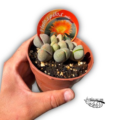 Pleiospilos nelii 2