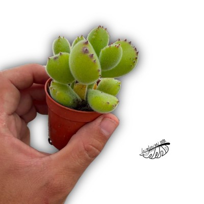 Cotyledon tomentosa