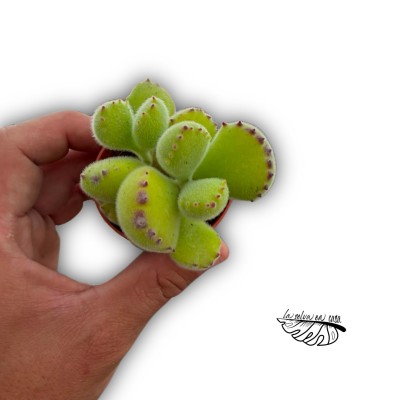 Cotyledon tomentosa 2