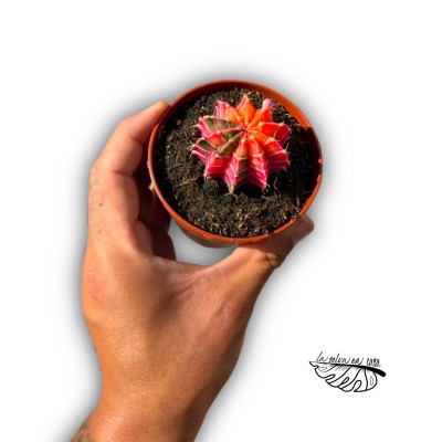 Gymnocalycium friedrichii VARIEGATA