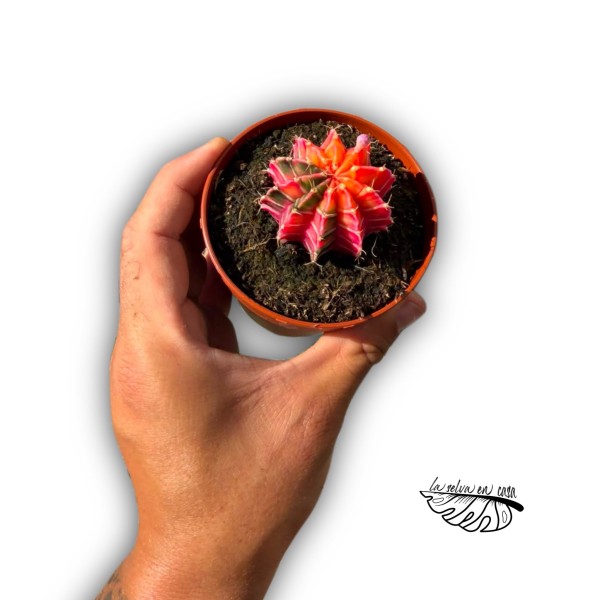 Gymnocalycium friedrichii VARIEGATA