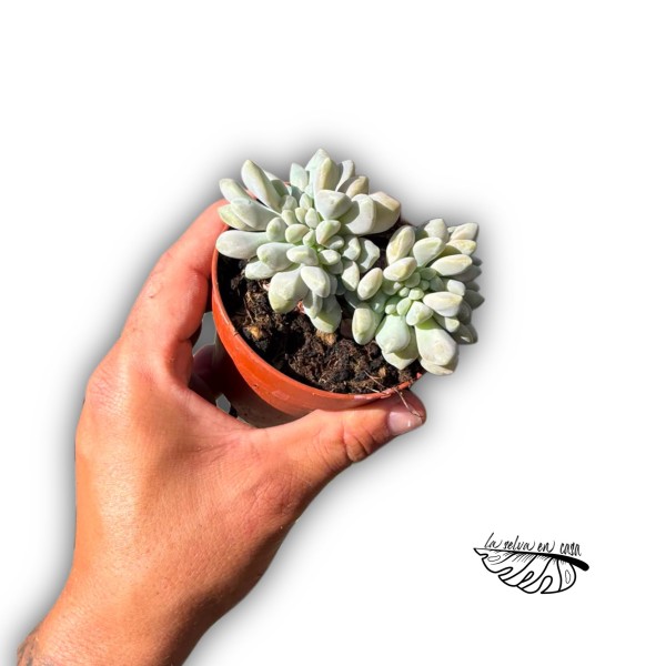 Pachyveria crestada Clavifolia