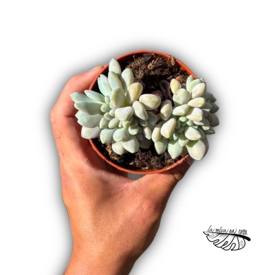 Pachyveria crestada Clavifolia 2