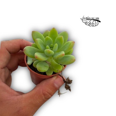 Sedum clavatum