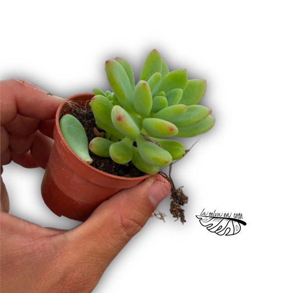 Sedum clavatum
