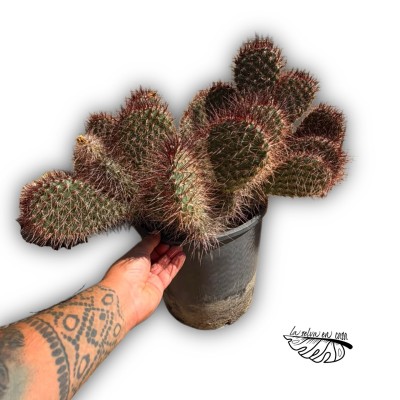 Opuntia polyacantha