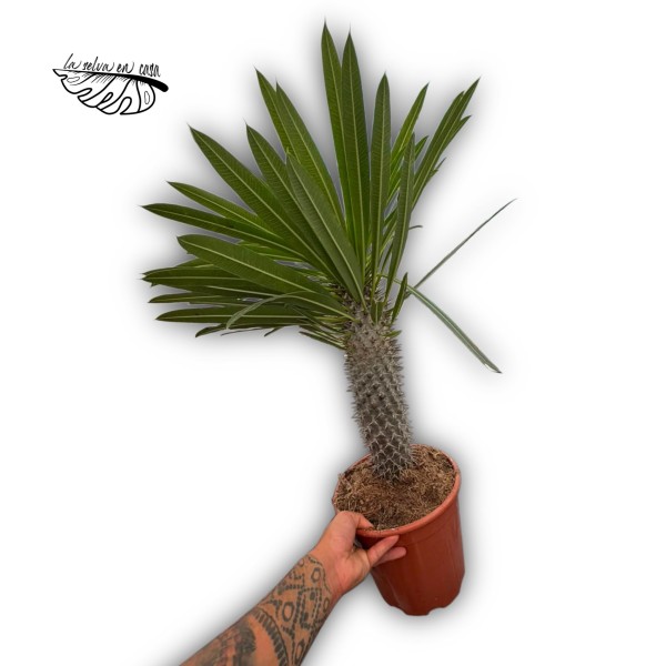 Pachypodium lamerei