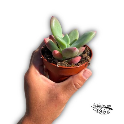 Pachyveria 'Dr. Cornelius'