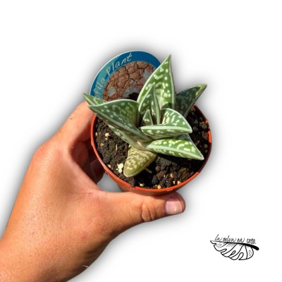 Aloe variegata 2