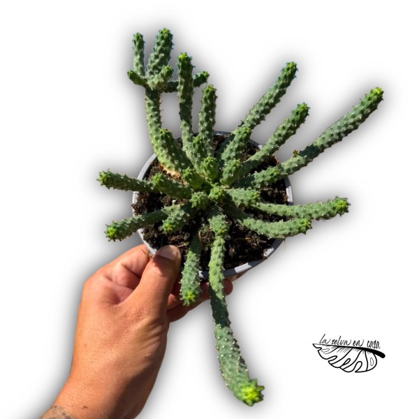 Euphorbia inermis