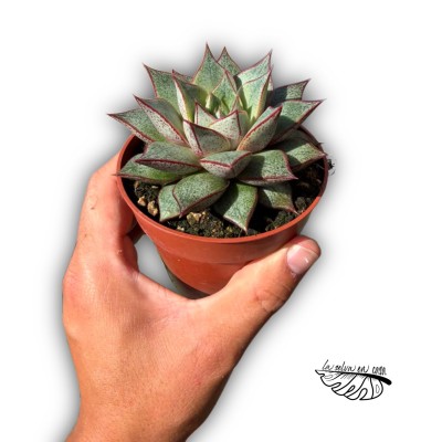 Echeveria purpusorum