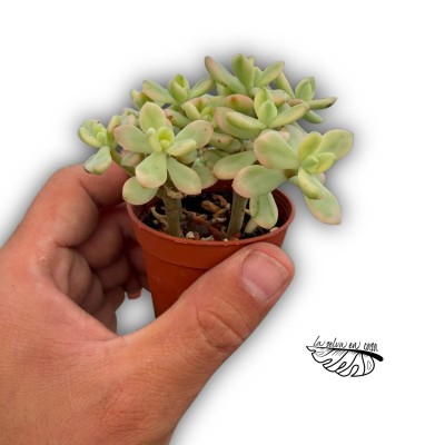 Sedum 'Jelly Bean Mickey'