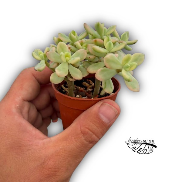 Sedum 'Jelly Bean Mickey'