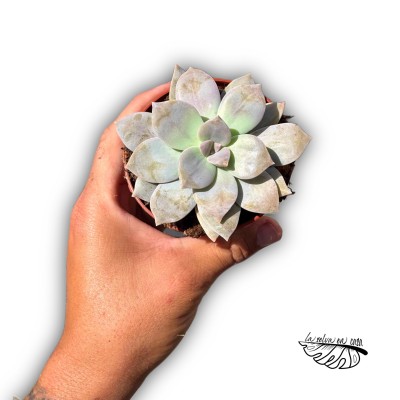 Graptopetallum paraguayense