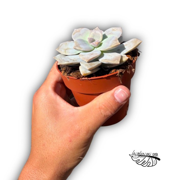 Graptopetallum paraguayense