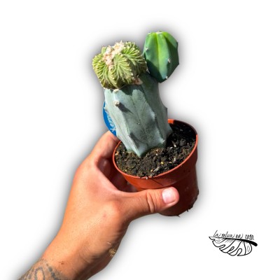 Aztekium ritteri