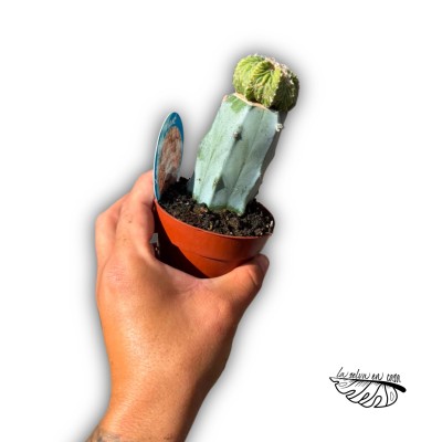 Aztekium ritteri 2