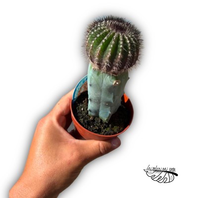 INJERTO Uebelmannia pectinifera 2